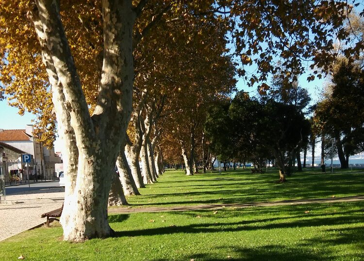 Plátanos, Av. Bento Gonçalves