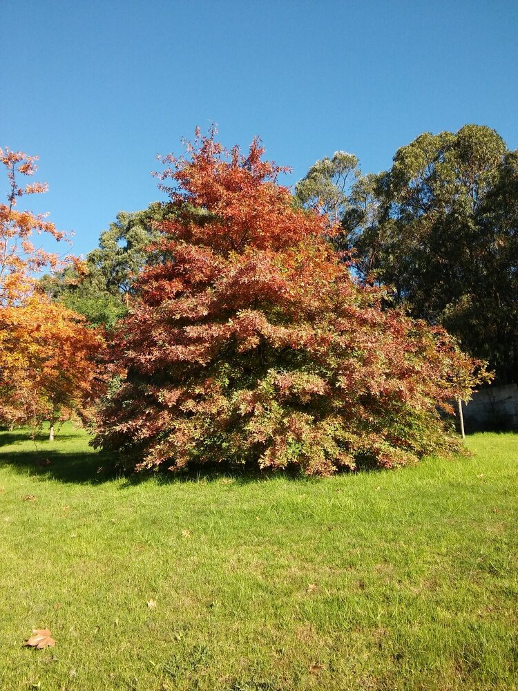 parque_da_cidade_barreiro3_1_750_2500