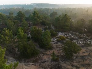 Fotografia de uma mata repleta de pinheiros e arbustos, a perder de vista, e com uma ligeira neblina