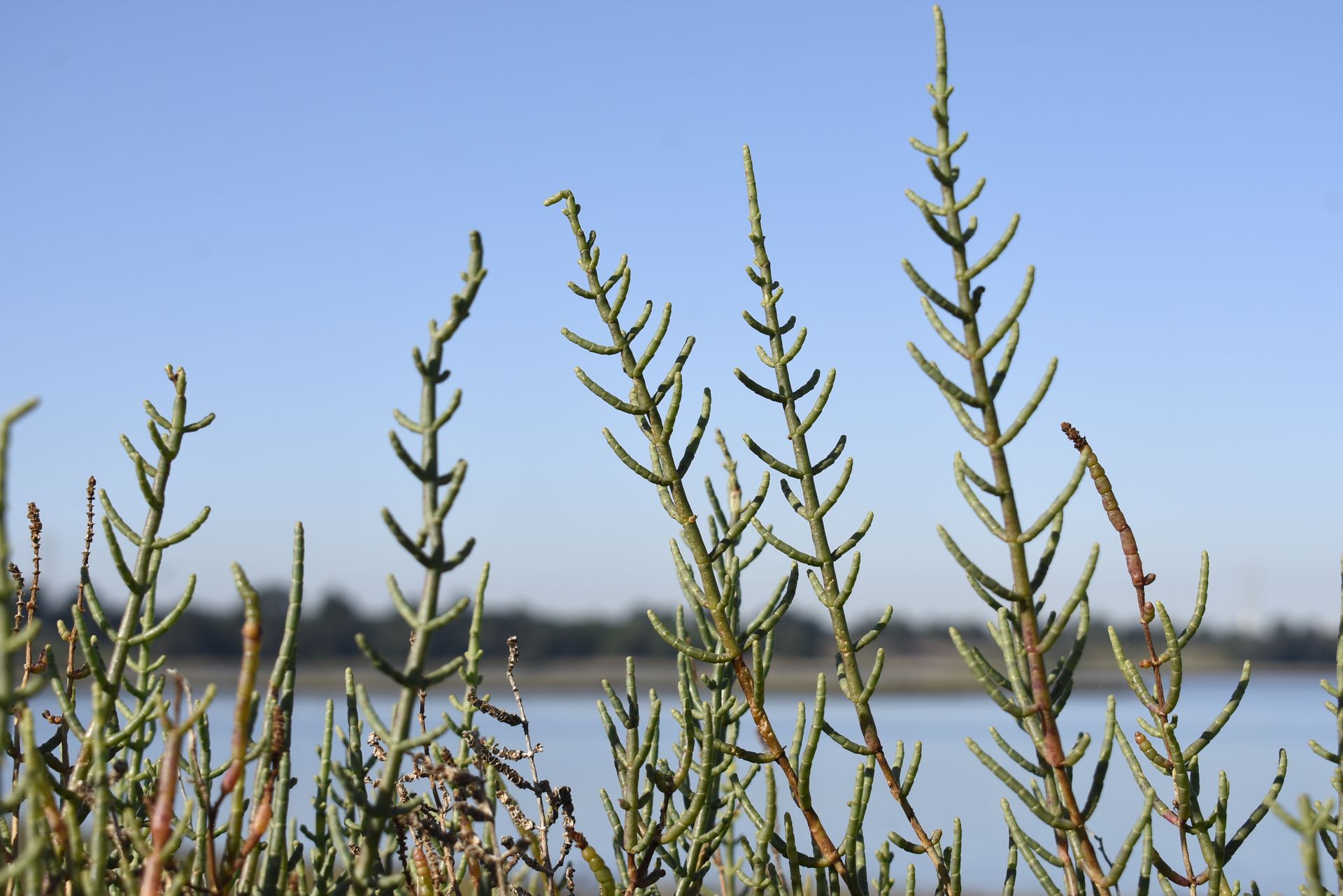SapalFlora