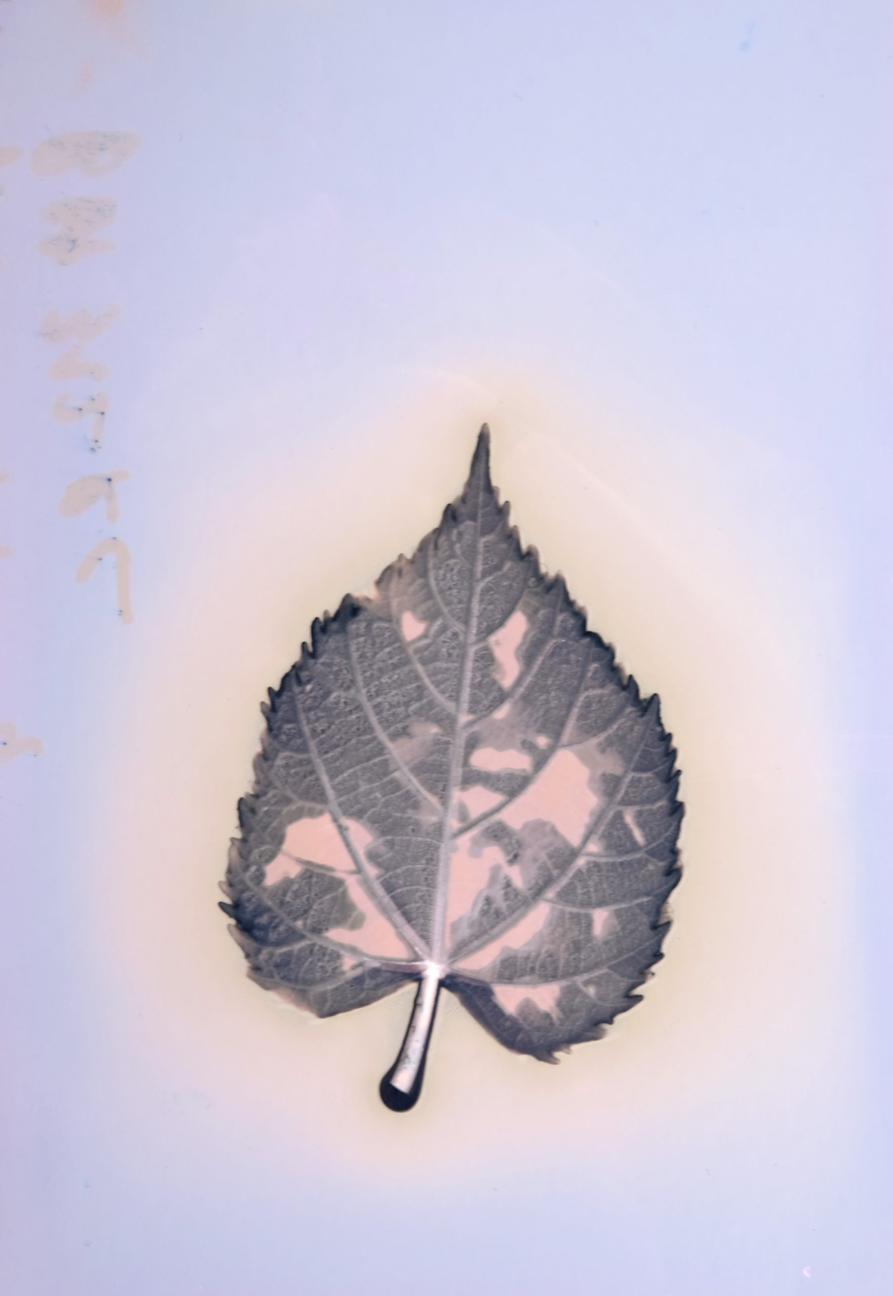 18 fevereiro_amac_ oficina_a-magia-das-plantas