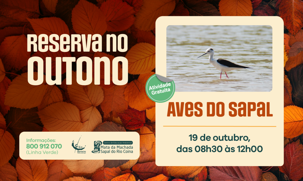 Aves do Sapal | Reserva no Outono | 19 out.2025 | Centro de Educação Ambiental da Mata da Machada