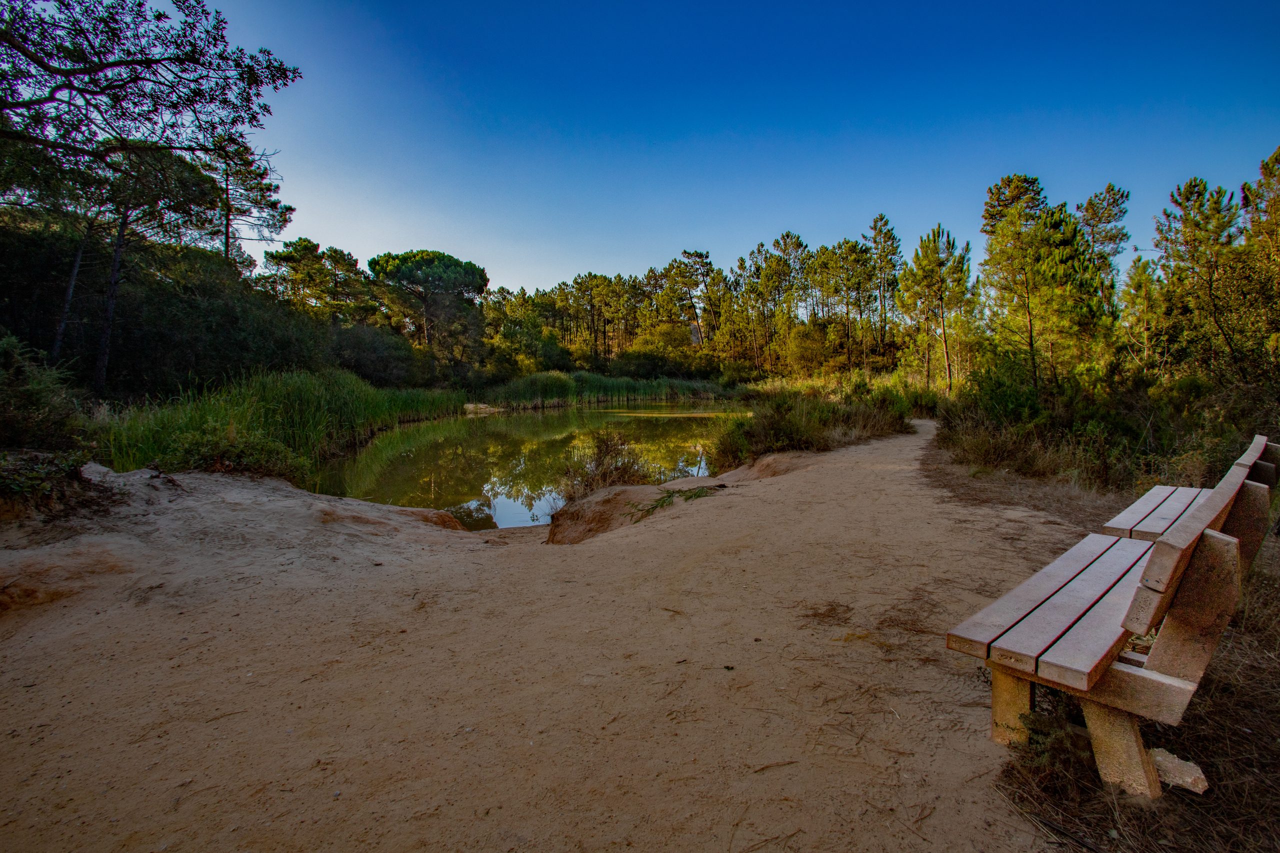 Fotografia da Mata Nacional da Machada com um banco de madeira virado para a natureza
