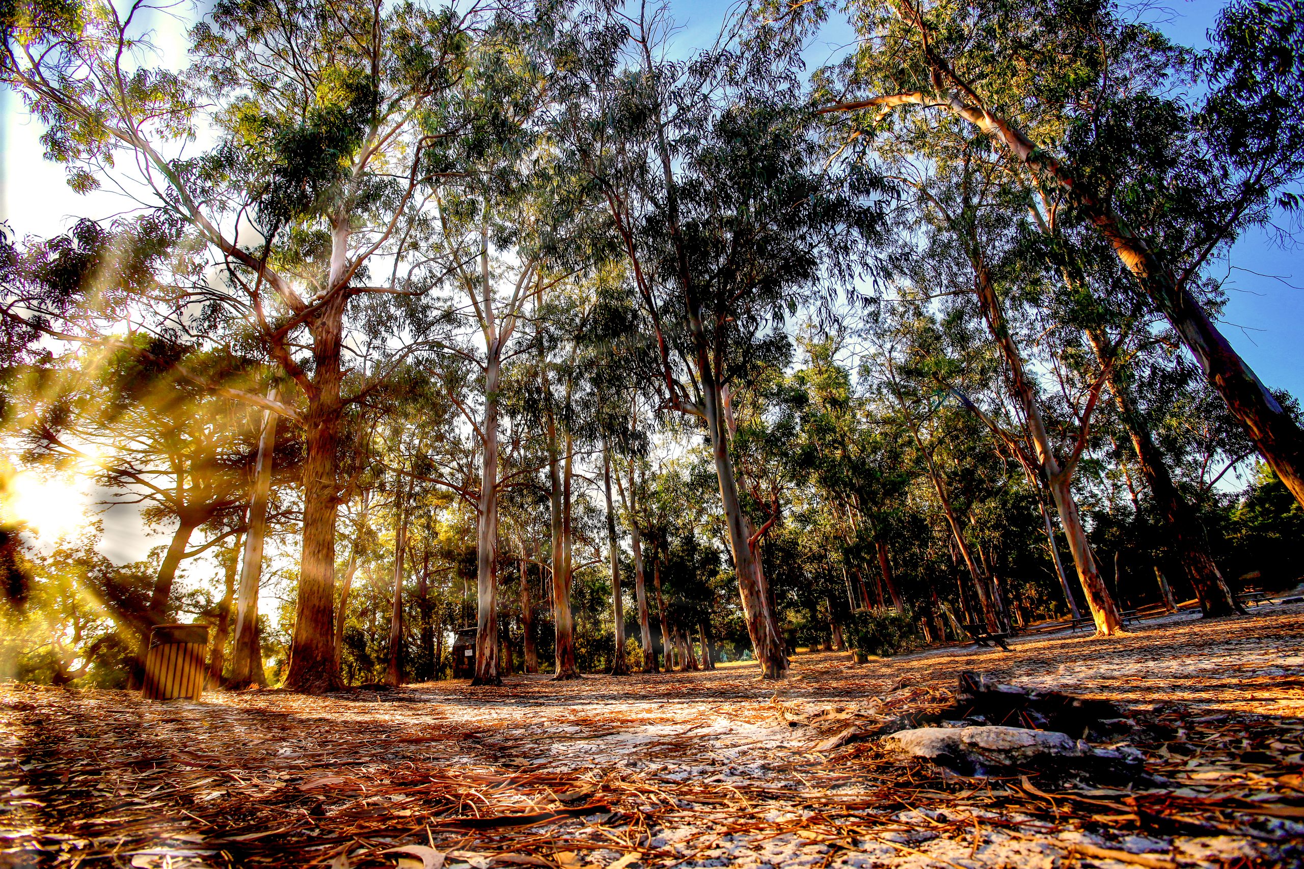 Fotografia da Mata Nacional da Machada com diversos pinheiros