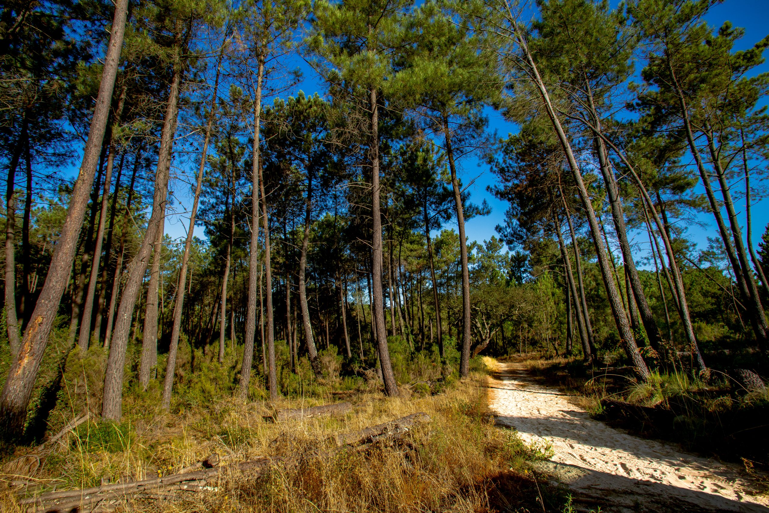 Fotografia da Mata Nacional da Machada com trilhos e pinheiros