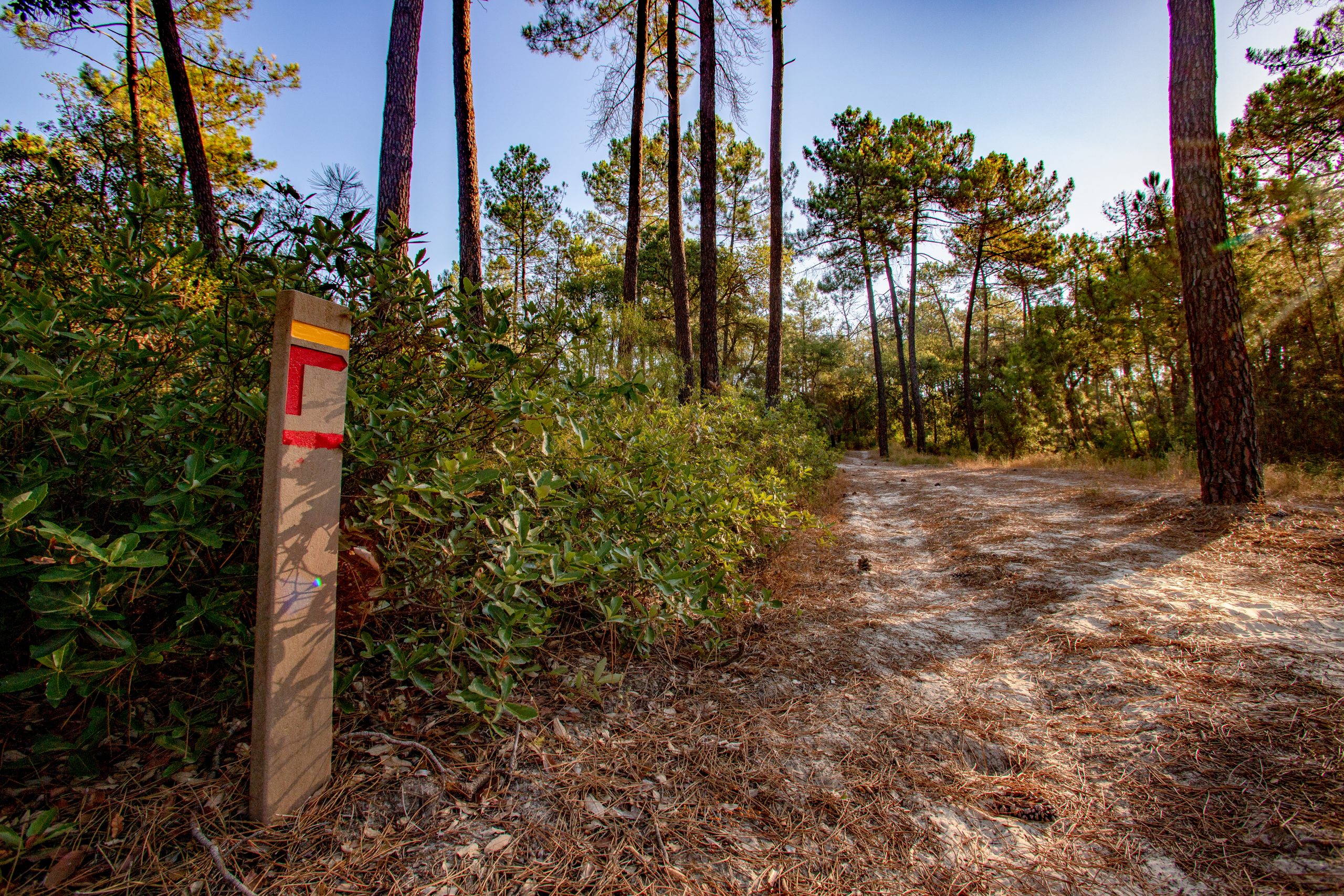 Fotografia da Mata Nacional da Machada com indicação de trilhos e pinheiros