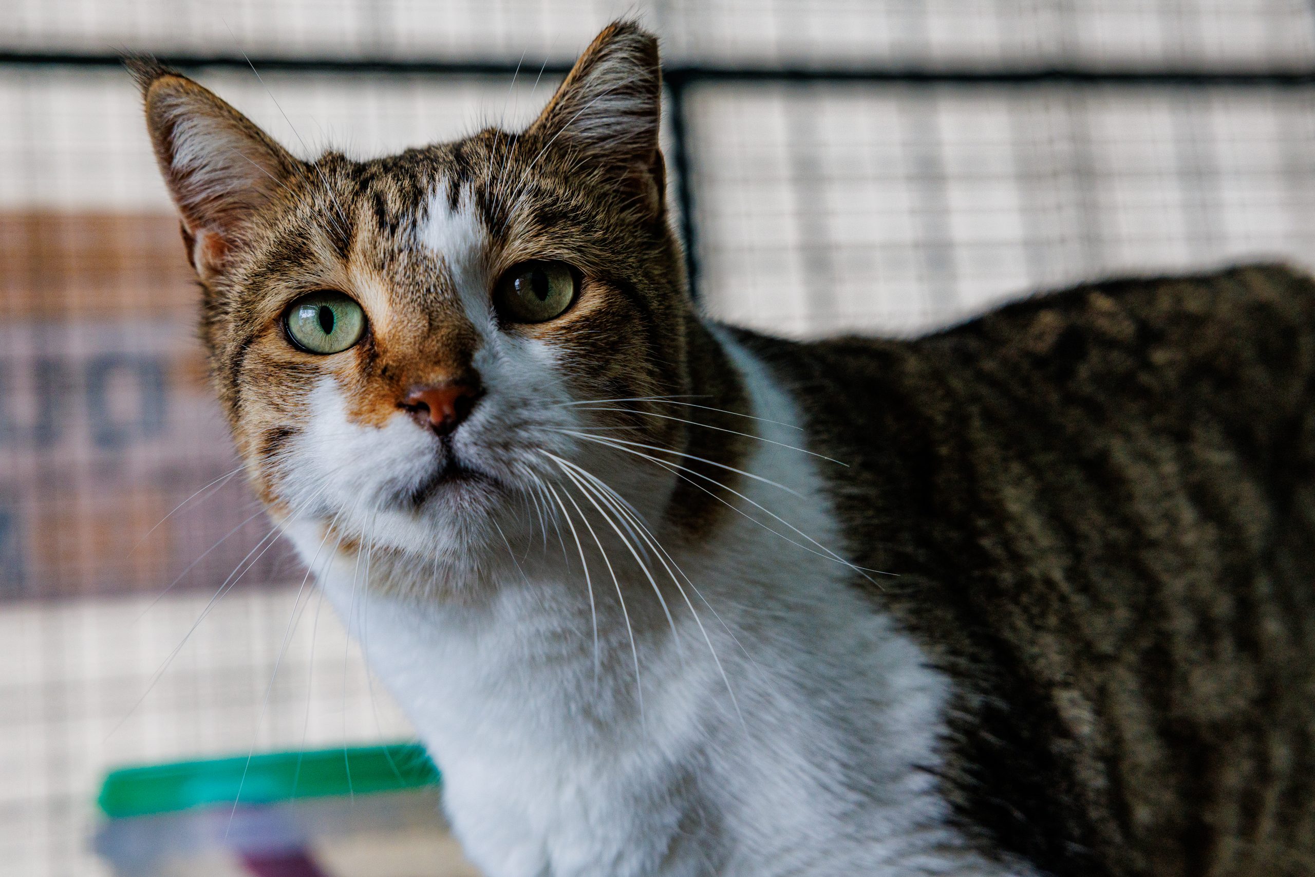 Fotografia de um gato da Quinta do Mião, no Barreiro