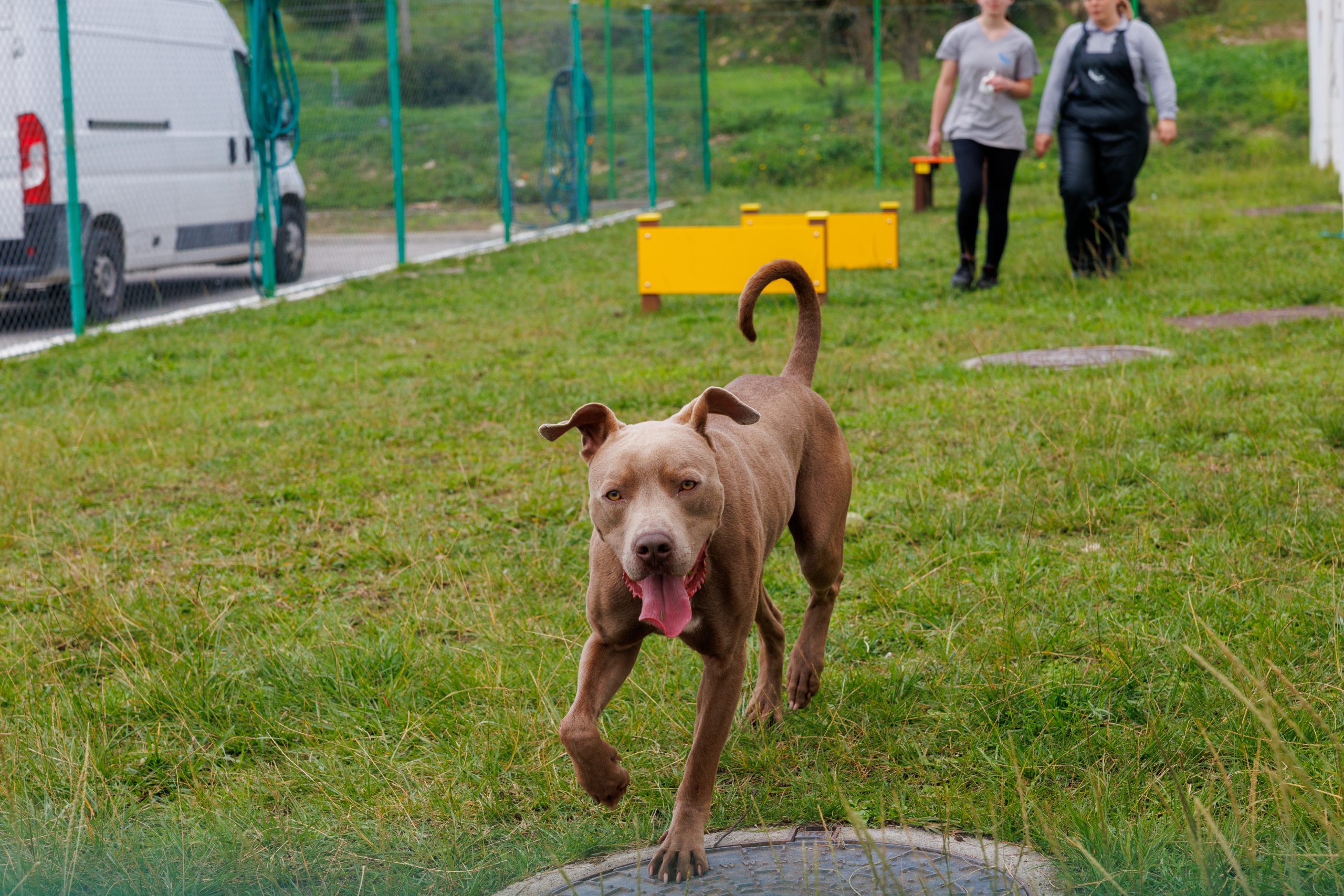 Cão divertido no playground da Quinta do Mião, com funcionárias da CMB ao longe