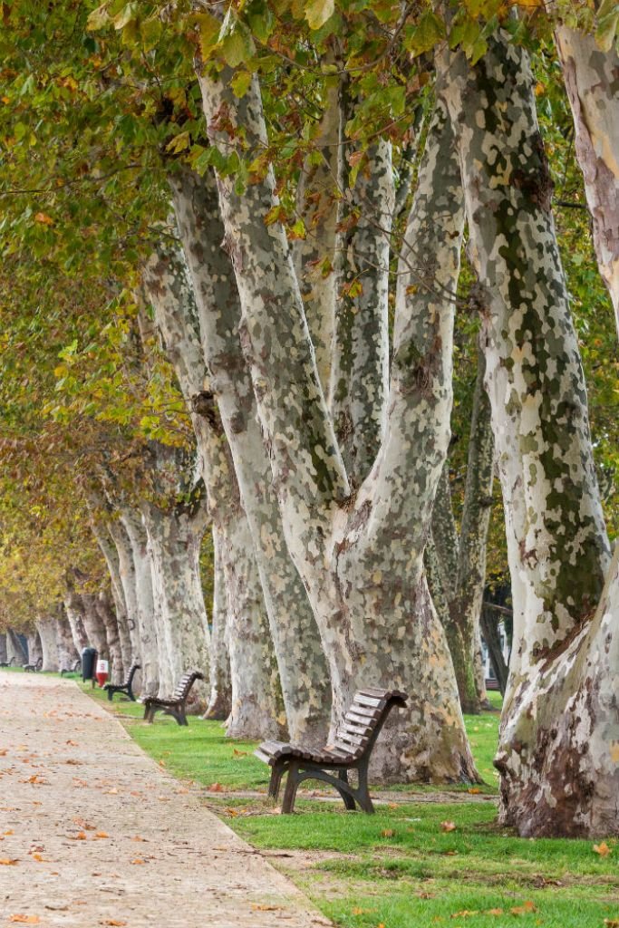 Maratona Fotográfica