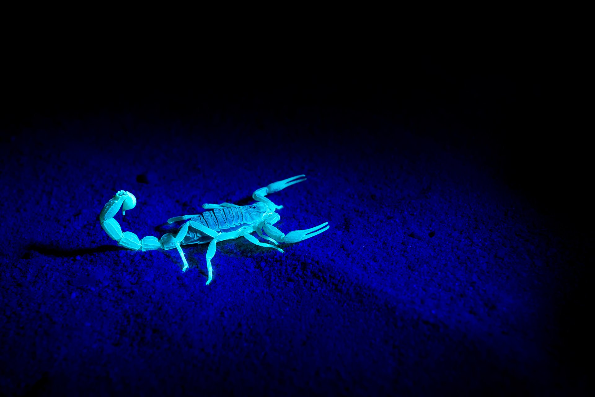 Fotografia de noite de um escorpião fluorescente