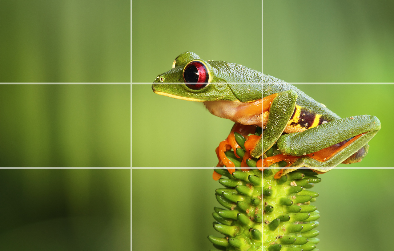 Composição Fotográfica | Centro de Educação Ambiental da Mata da Machada e Sapal do Coina