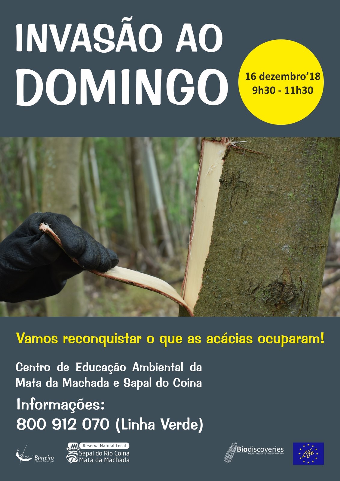 Descasque e arranque de rebentos de acácias na Mata Nacional da Machada