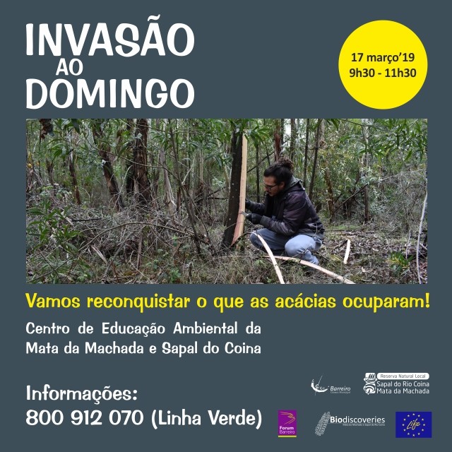 “Invasão ao Domingo” | Ação para controlo das acácias