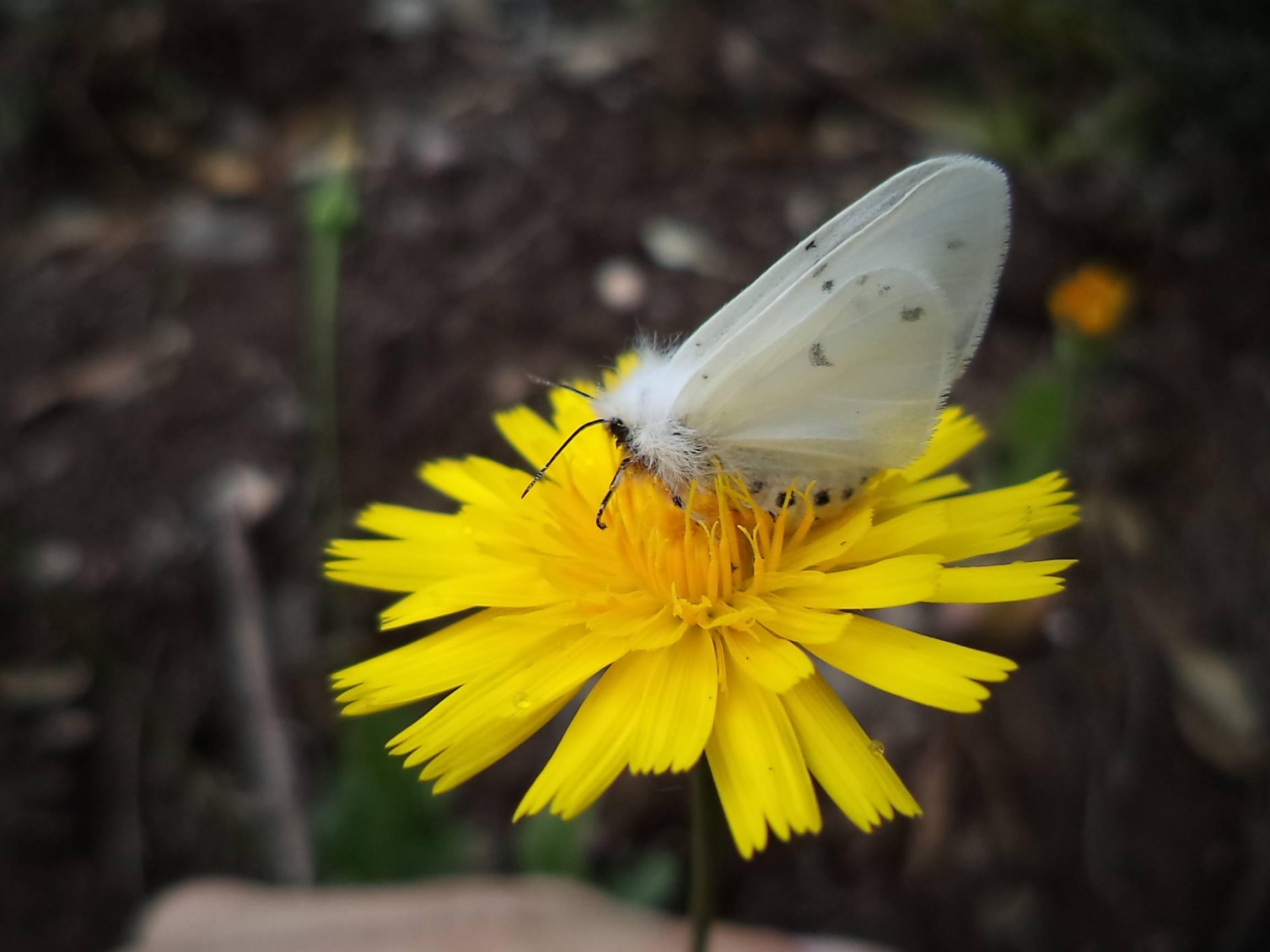 Reserva o Sábado | Observação de insetos