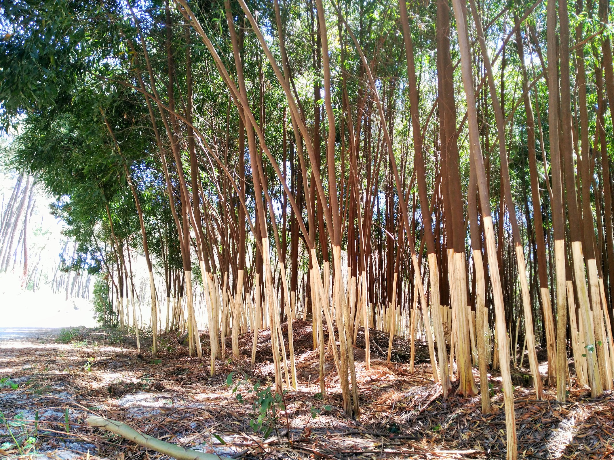 “Invasão ao Domingo” | Ação para controlo das acácias