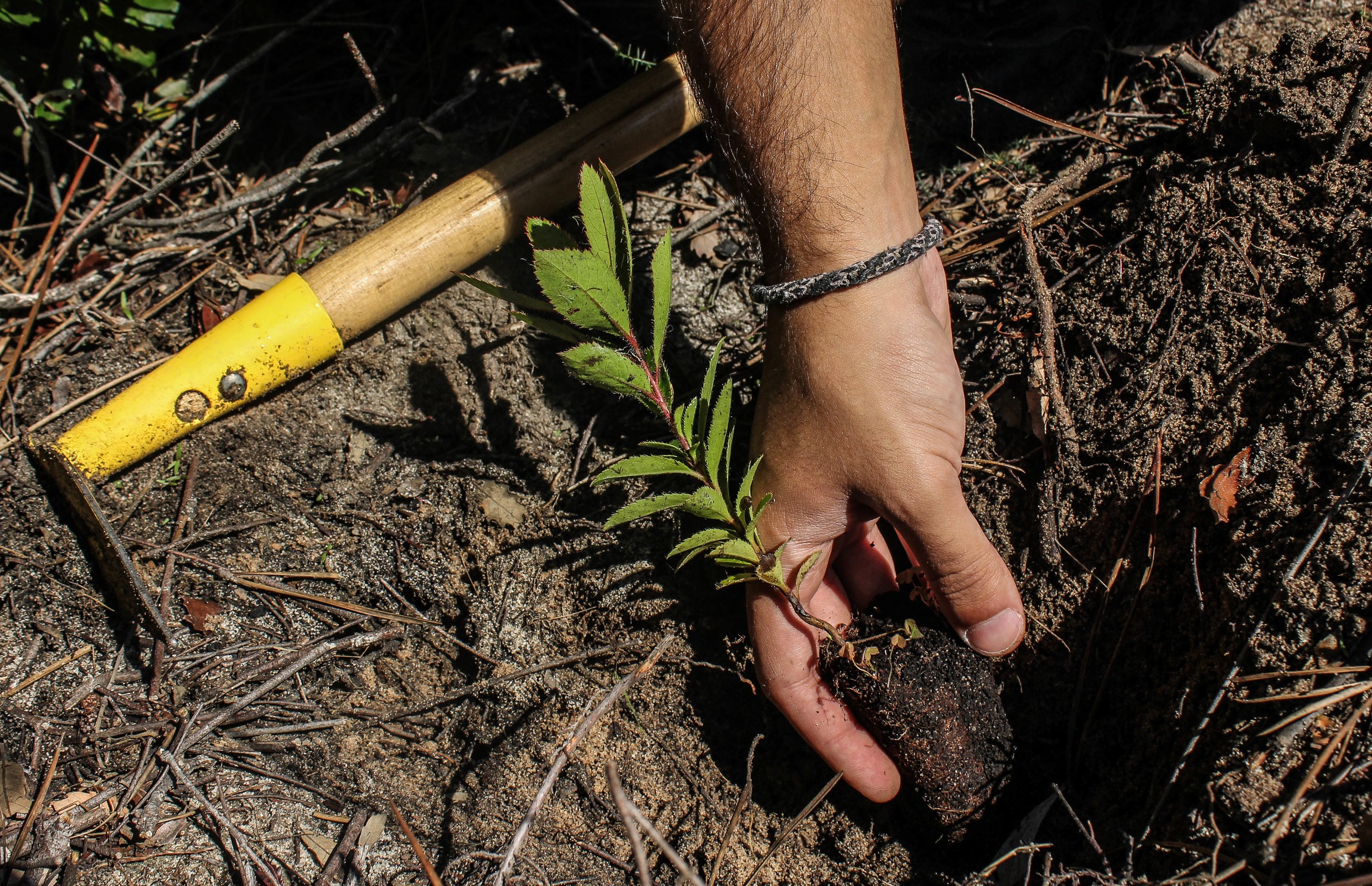 Reserva o Sábado – Replantar a Machada