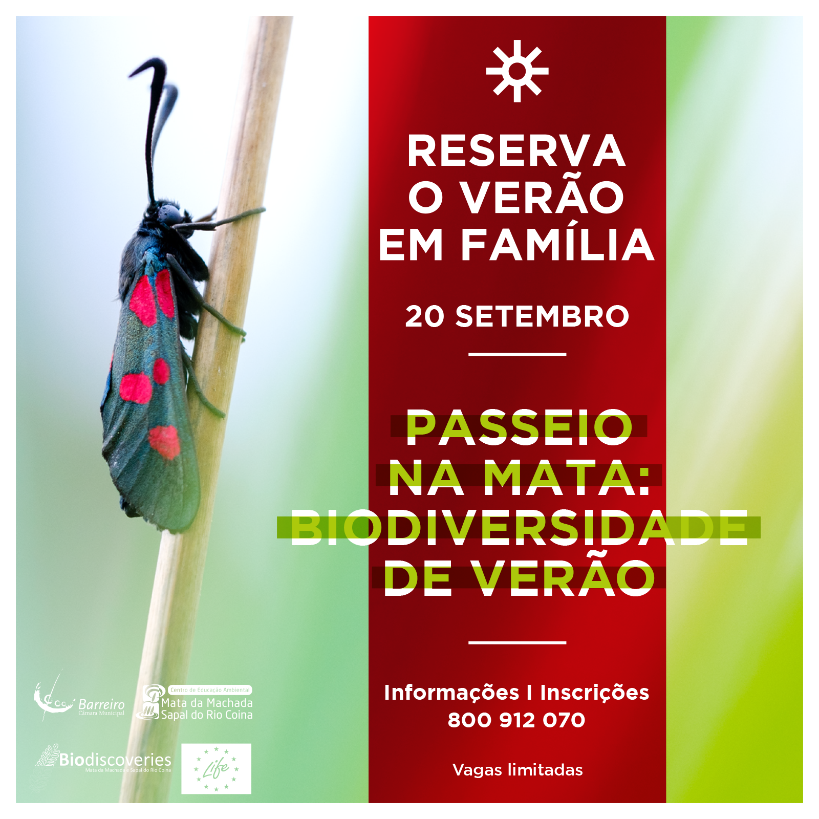 Workshop “Passeio na Mata: Biodiversidade de verão”