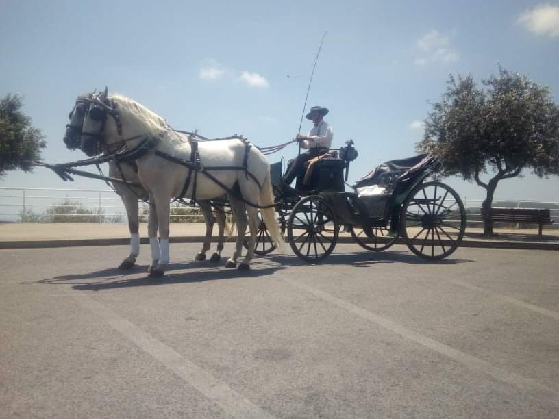 Pai Natal na sua Charrete | Paços do Concelho, Mercado do Levante e Parque da Cidade/ Polis