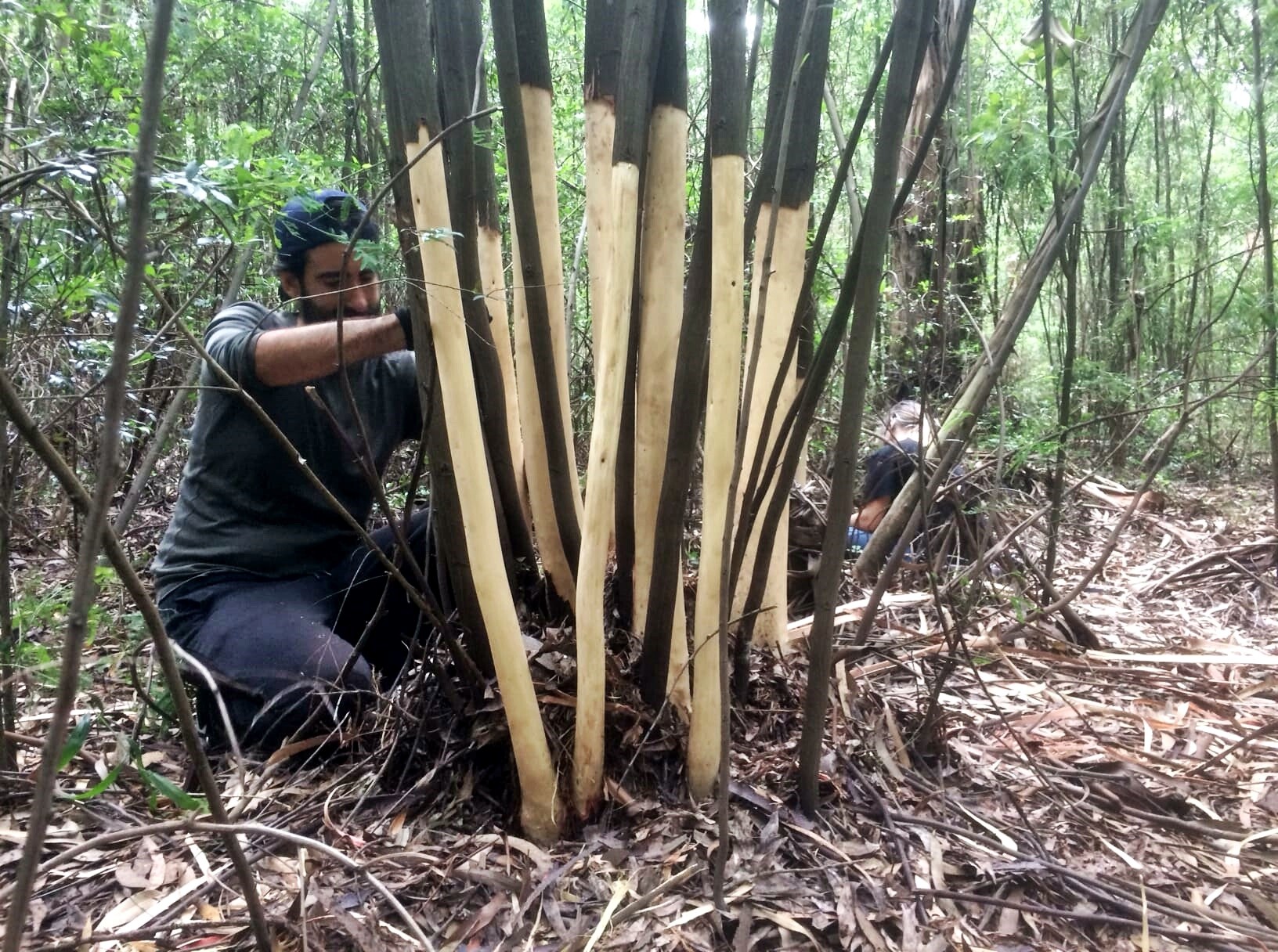 CANCELADO | Invasão ao Domingo | Centro de Educação Ambiental
