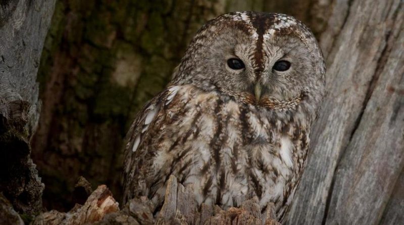 CANCELADO | Reserva o Sábado | O Que Comem as Corujas?