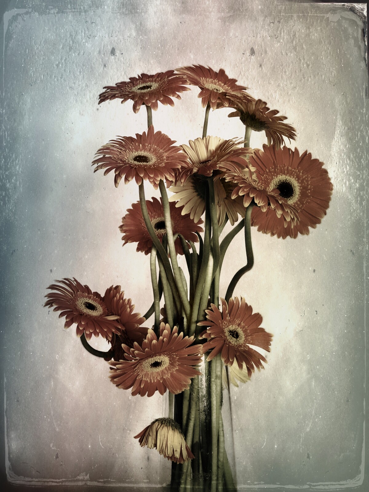 Flora Arcana  | Exposição de fotografia e cerâmica de Mário Pires e Ana Dominguez