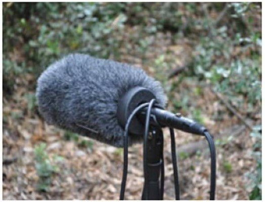 Cidade Som: Passeio Sonoro Pela Mata da Machada