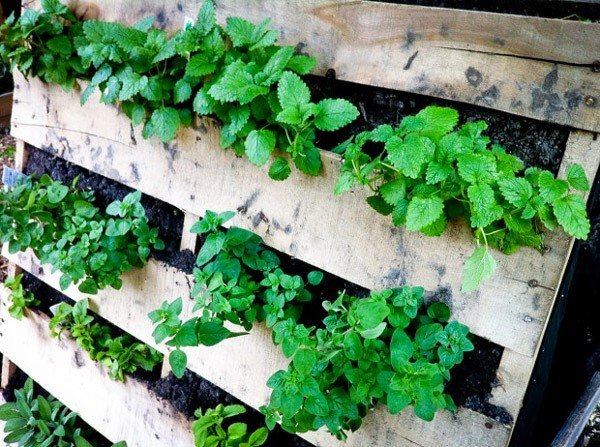 Jardins e Hortas Verticais | Workshop da Agenda de Atividades “Reserva o Verão em Família”