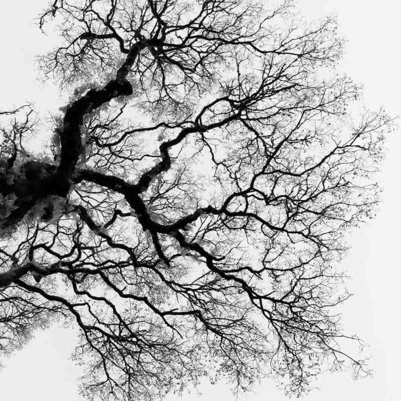 Exposição de fotografia de Nuno Cabrita ARBÓREA